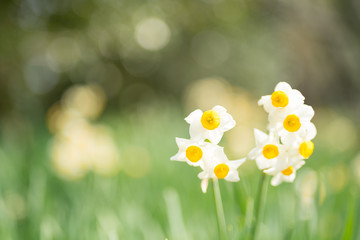 水仙の花
