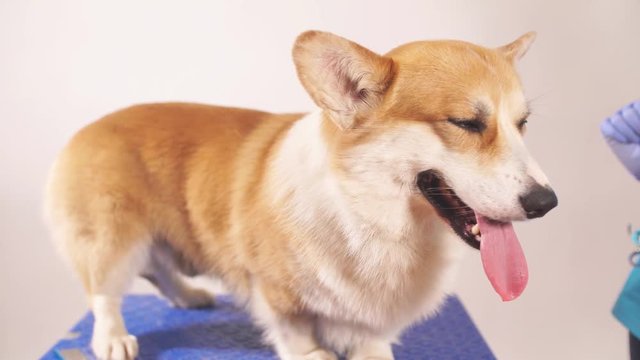 Welsh corgi dog at clinic, dogs care. Nice dog is being examined by a vet. Treatment, therapy concept