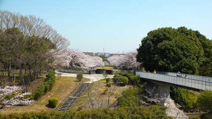 TAMA CITY,  TOKYO,  JAPAN - CIRCA APRIL 2018 : Scenery of CHERRY BLOSSOMS in RESIDENTIAL AREA at TAMA CITY area.