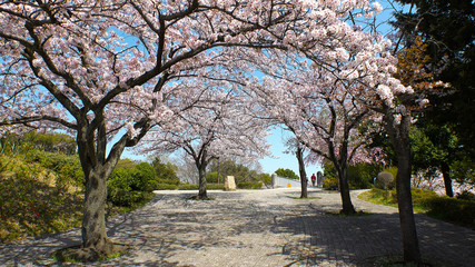 Fototapeta premium TAMA CITY, TOKYO, JAPAN - CIRCA APRIL 2018 : Scenery of CHERRY BLOSSOMS in RESIDENTIAL AREA at TAMA CITY area.