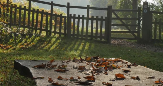 Autumn colors in Hardwick Park, Derbyshire, England, United Kingdom, Europe 
