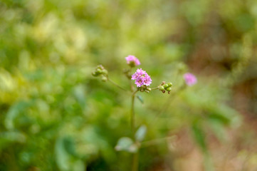 flowers on green background