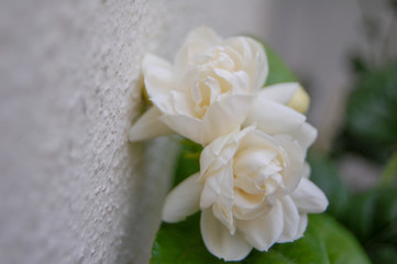 white flower in the garden