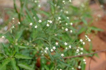 flowers in the garden