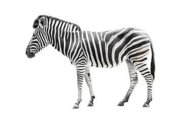 Fototapete Zebra Zebra isoliert auf weiß