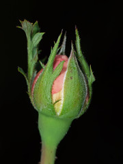 Macro Photo of Pink Rose Bud Isolated on Black Background