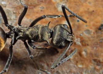 Macro Photo of Head of Golden Weaver Ant on The Ground, Selective Focus