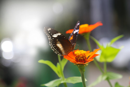 beautiful flower with butterfly © vinzstudio