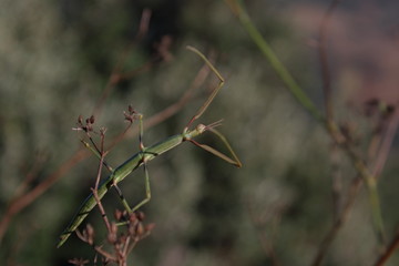 stick insect