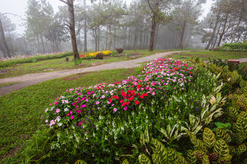Beautiful garden in the valley in Loei province,Thailand.