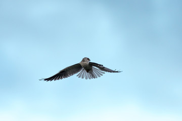 Very close view of a white-tailed kite flying in the wild