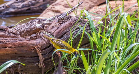 A yellow bird collecting nest building material next to a stream image with copy space in landscape format