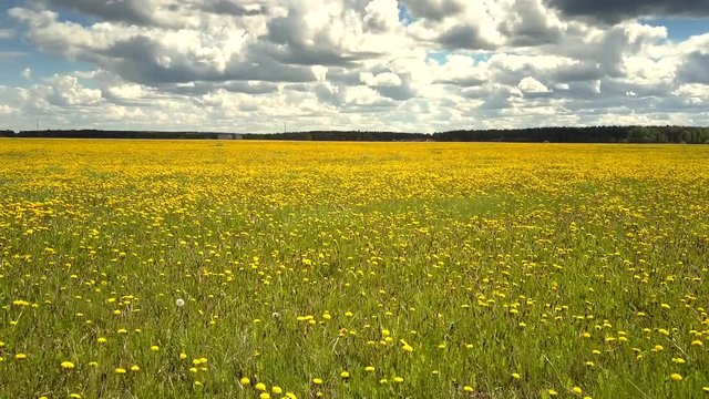 tremendous panorama endless blooming dandelion field and distant forest under pictorial sky with bouffant white clouds