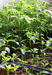 Green young sprouts of pepper and tomatoes.