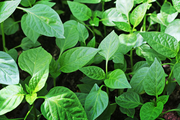  Large green leaves of pepper seedlings.