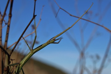 stick insect