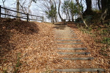 冬の散歩道
