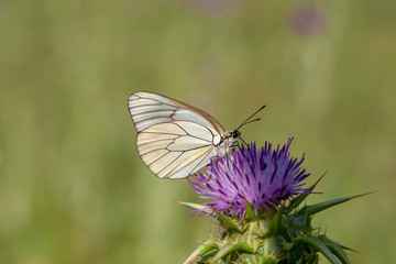 Flowering hawthorn butterfly