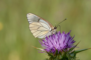 Flowering hawthorn butterfly