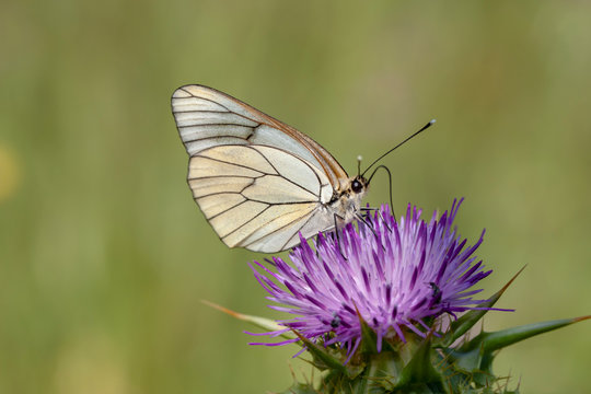 Flowering hawthorn butterfly © Ali Tellioglu
