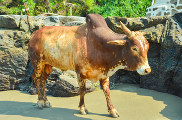 the cow lies on the beach, the cow walks along the beach,