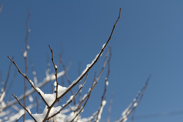 bare branch in winter