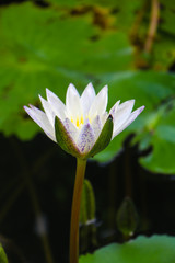 Obraz premium A beautiful white lotus in the pond