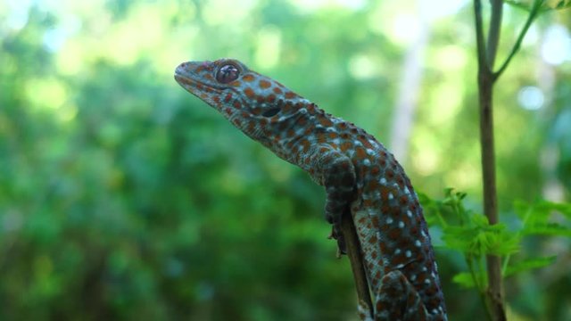 Tokay gecko clings into a tiny tree branch. The tokay gecko (Gekko gecko) is a nocturnal arboreal gecko in the genus Gekko.