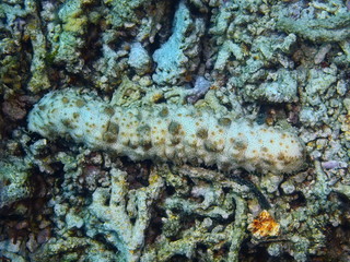 The amazing and mysterious underwater world of Indonesia, North Sulawesi, Bunaken Island, sea cucumber