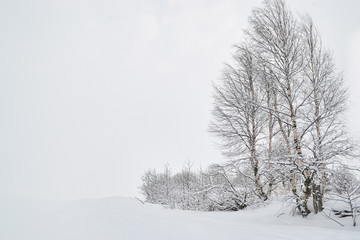 Birches in the snow