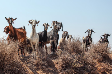 Small herd of goats standing on little hill, looking into camera as if they're about to charge, clear sky in background.