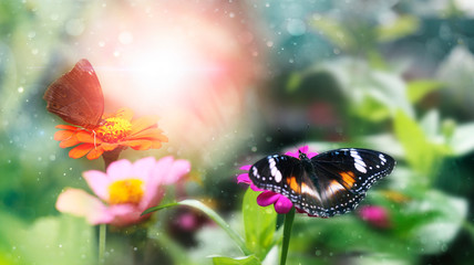 beautiful flower with butterfly