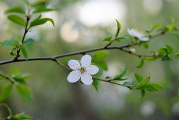 Green buds on branches in spring. Nature and blooming in spring time. Bokeh light background.