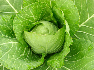 Head of early cabbage with water drops