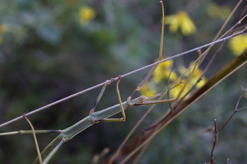 stick insect