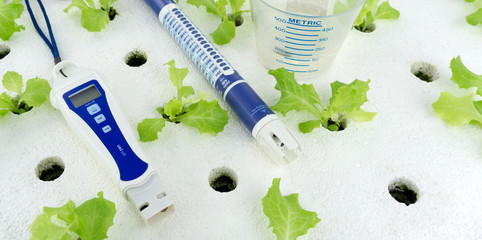 pH meter and Cup measure water on salad growing natural background. hydroponic vegetable garden...