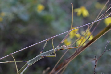 stick insect