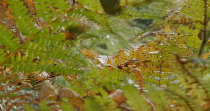 Autumn colors in Hardwick Park, Derbyshire, England, United Kingdom, Europe 