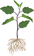 Obraz premium Eggplant with green leaves and root system