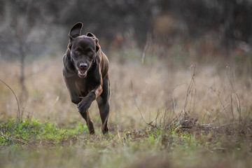 Chocolate Labrador Retriever is running