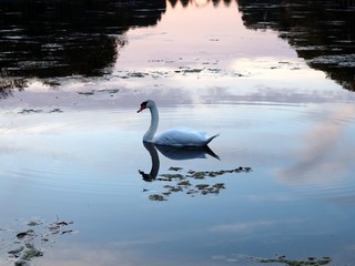 Swan swimming on a lake which reflects the beautiful sunset in Blücherpark, Cologne