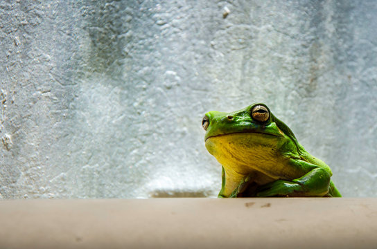 A close up of a snall green frog