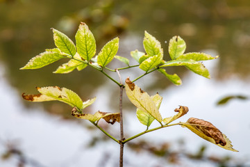 Dry autumn leaves
