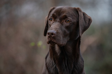 Portrait of a Chocolate Labrador Retriever