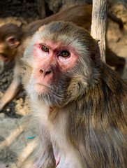 Urban monkey sits on wall, looking just off-camera