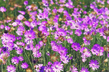 Summer meadow covered with flowers, beautiful floral background