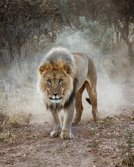 Large male lion walks in the desert