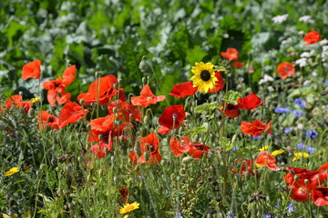 Mohn und Sonnenblumen