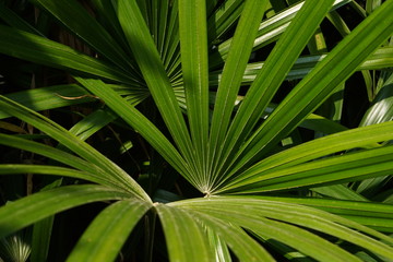 Fototapeta premium Leaves background texture