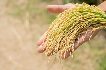 Golden rice, beautiful in the hands of farmers. The product that the farmer intended for consumers